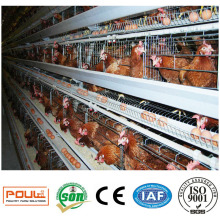Equipo de granja avícola Hen Chicken Cage Poultry Farm